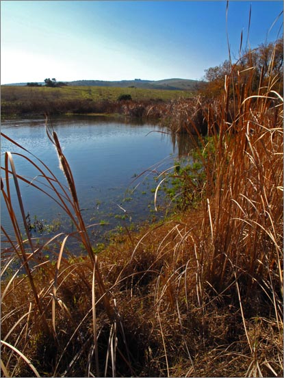 sm 091203.34  Herman.jpg - Close up of the marsh. Faint foot trails navigate through these areas.